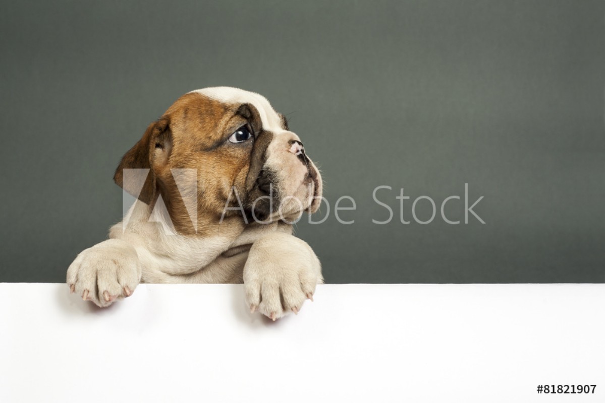 Picture of English  bulldog puppy